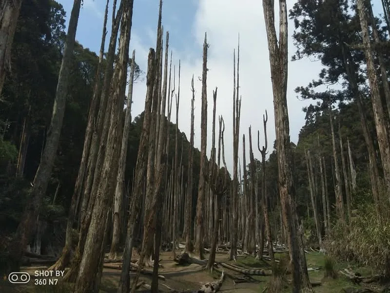 南投 忘憂森林