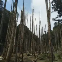 台灣 南投 忘憂森林、杉林溪、竹山鎮小吃