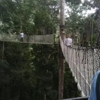 雲南 西雙版納 望天樹 熱帶雨林區
