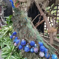 台北 士林官邸 菊展 5